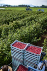 Washington Puts the Red (Raspberries) in Red, White and Blue