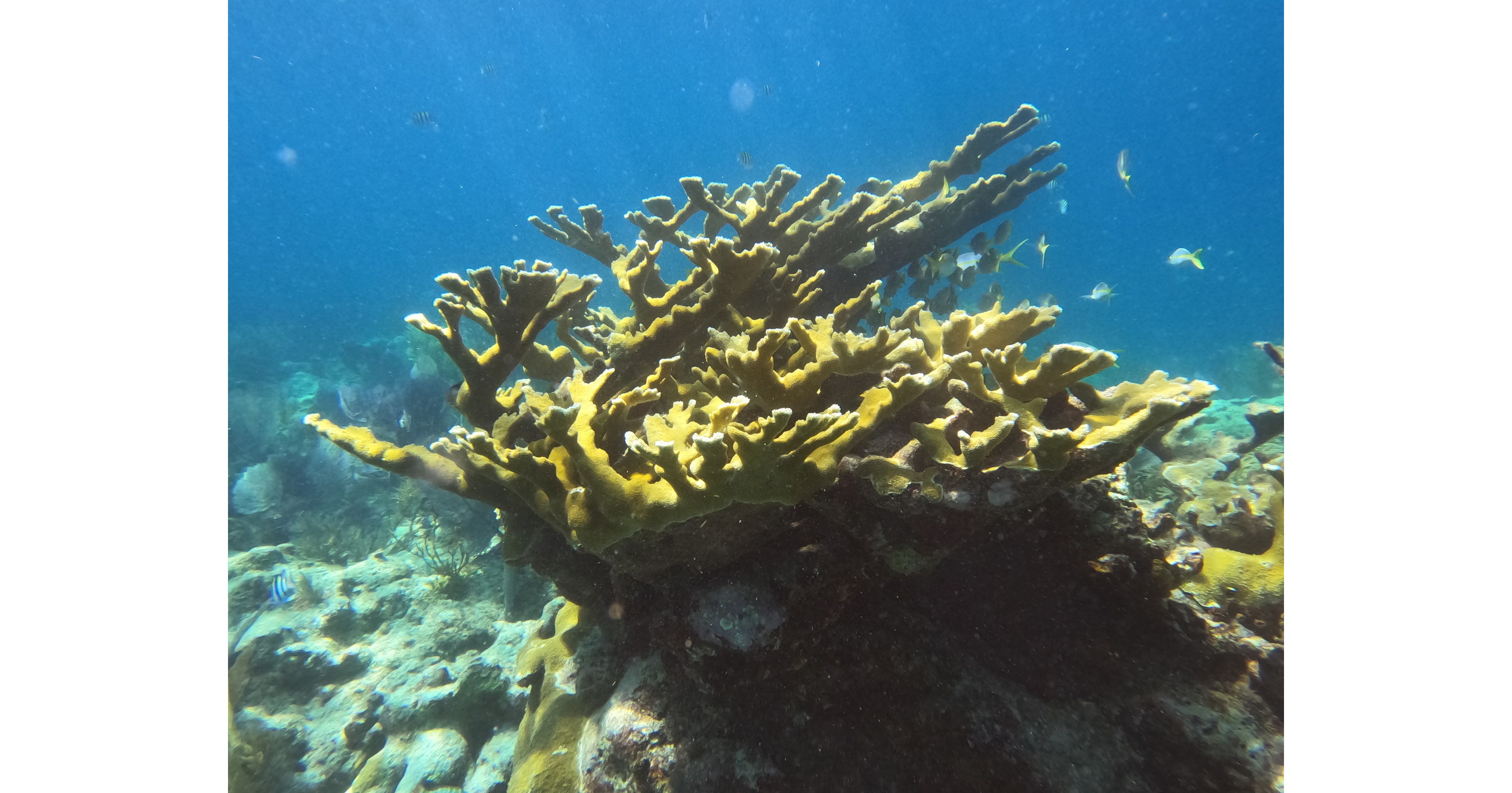 florida-southern-college-professor-receives-grant-to-research-florida-s-coral-reefs