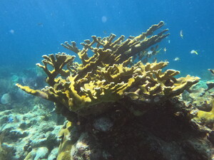 FLORIDA SOUTHERN COLLEGE PROFESSOR RECEIVES GRANT TO RESEARCH FLORIDA'S CORAL REEFS