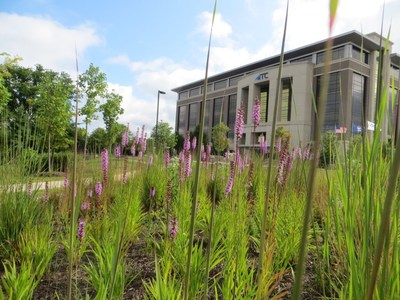 Pollinator gardens featured on ITC Holding’s award-winning corporate campus receive honors for excellence in corporate conservation from the Wildlife Habitat Council.