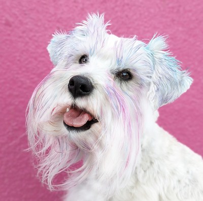 Rowan, The First Clean Beauty Brand For Dogs, Introduces Clean Color Collection