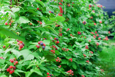 Berry bushes can help protect your home from more than just critters!