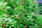 3 Unexpected Ways Planting Berry Bushes Can Benefit You and Your Family