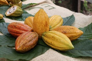 Rescatarán al cacao mexicano; by Juan Carlos Machorro