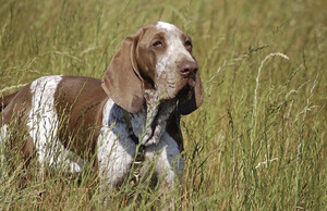 AMERICAN KENNEL CLUB CELEBRATES ITS 200TH RECOGNIZED BREED