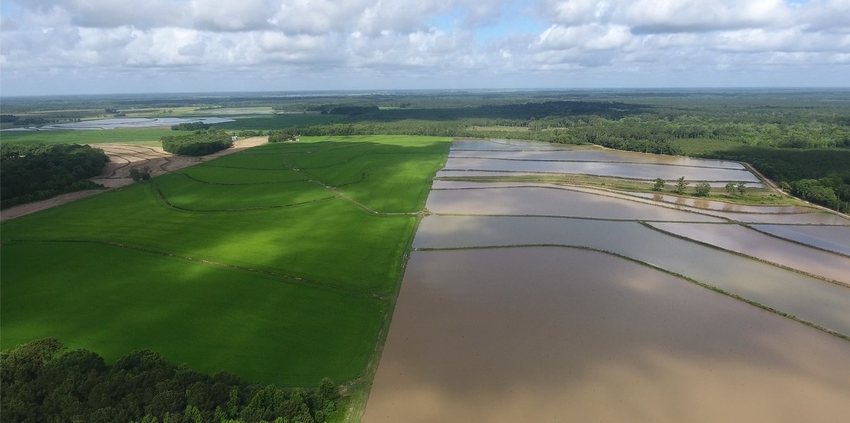 https://mma.prnewswire.com/media/1853610/Crawfish_Rice_Farmland_LA.jpg?p=twitter