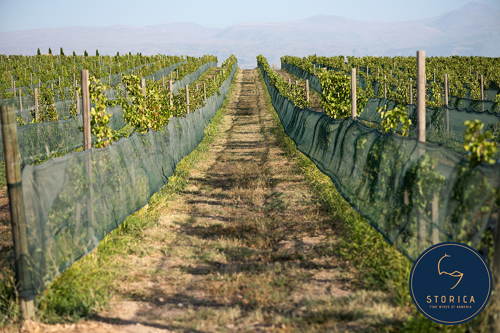 Storica Wines Wins Outstanding Eight Medals at TexSom 2022 - Vimarsana News
