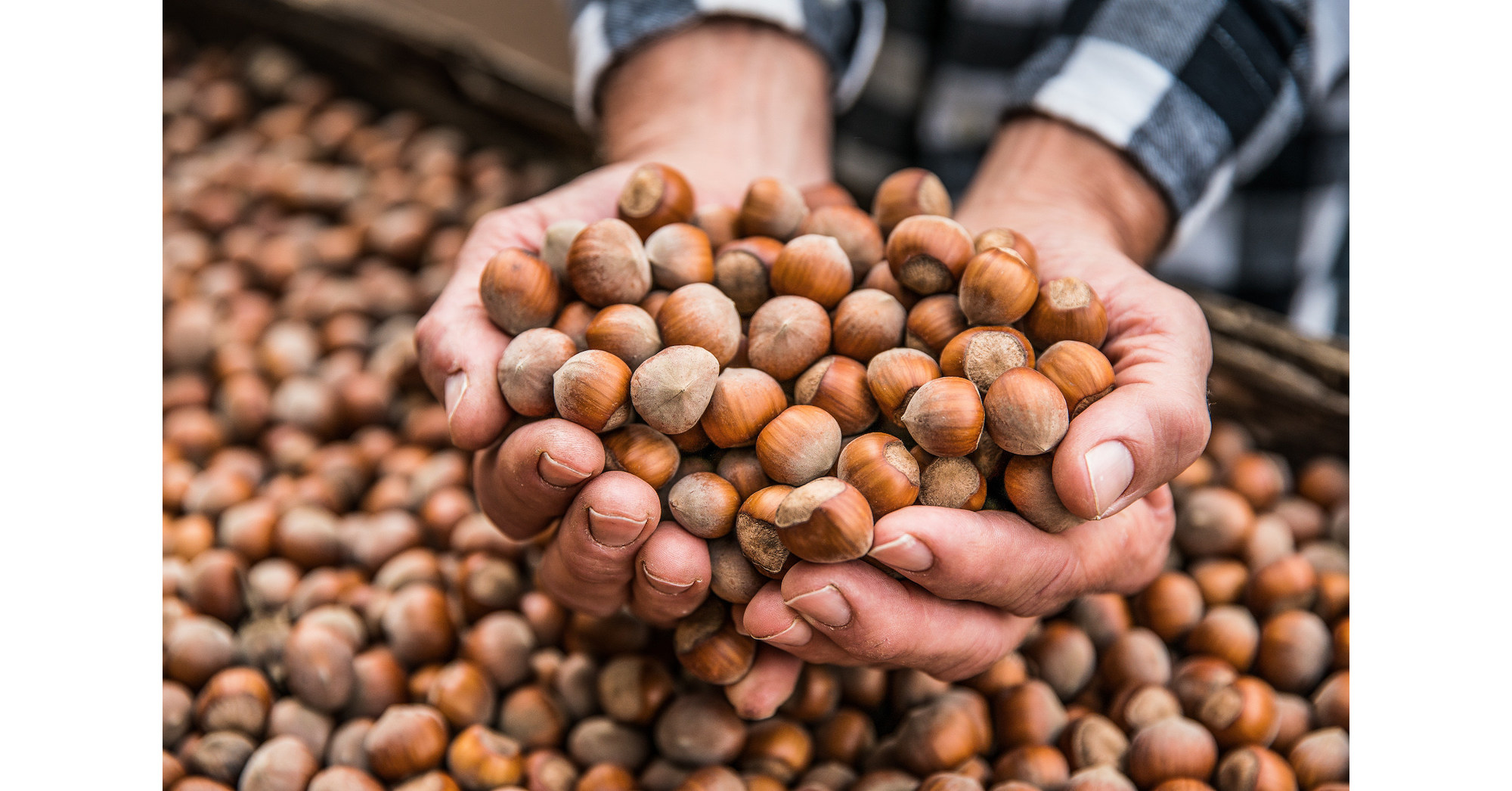 Hazelnut Growers of Oregon Awarded SQF Level 3 Fourth Year in a Row at