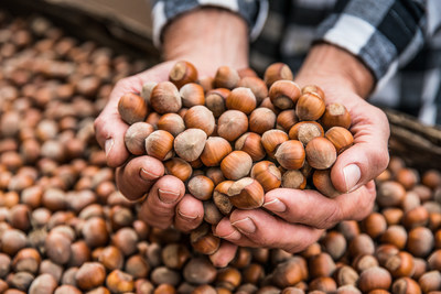 Fresh Oregon Hazelnuts.