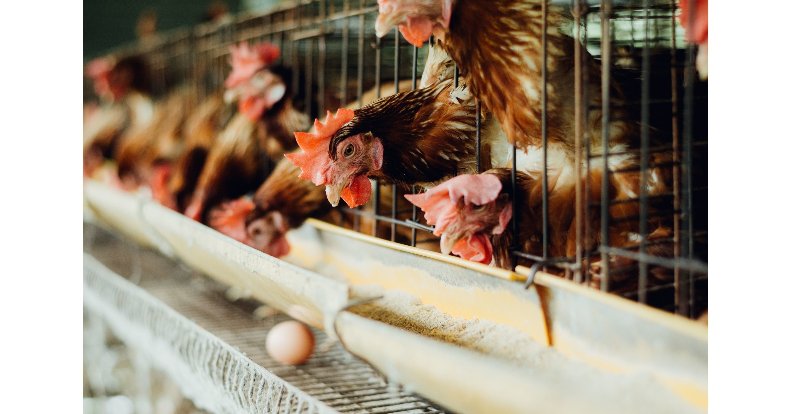 Open Wing Alliance Persuades Pokeworks to Source 100% Cage-Free Eggs Amidst Global Expansion - Vimarsana News