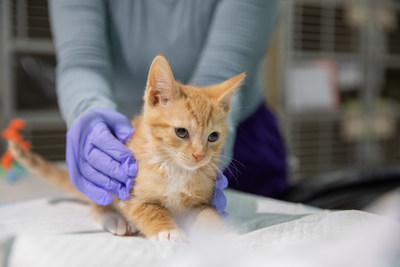 Zanzibar arrived at the ASPCA Kitten Nursery at four weeks of age in need of treatment for an upper respiratory infection. Now that she has recovered and matured, she will soon be available for adoption.