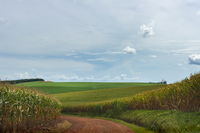 Two cornfields in Brazil have successfully completed the second large-scale pilot of Oxitec's Friendly™ fall armyworm as a sustainable crop protection solution, following full commercial biosafety approval from Brazilian regulators in 2021. Credit: Leo Stein
