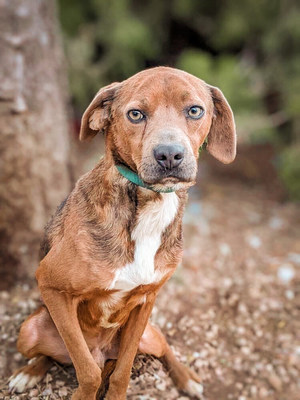 Bahama, a young beagle mix, is just one of the 100 dogs at Redemption Paws looking for a home. (CNW Group/Redemption Paws)