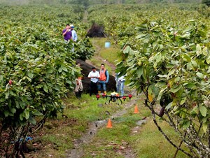 El dron XAG apoya a las plantaciones de cacao para combatir enfermedades vegetales durante los períodos lluviosos