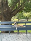 Create a Dream Yard for Your Dog This Summer...