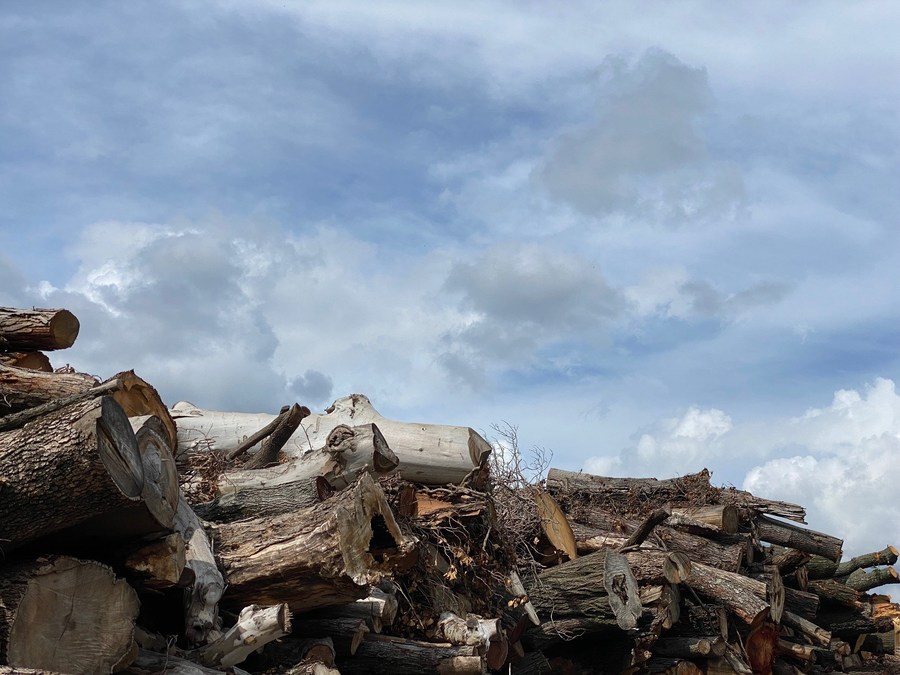 Reforestation Hub Pilot Receives $277,000 Grant from City of Philadelphia's Operations Transformation Fund - Vimarsana News