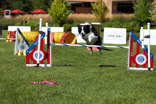 can all dogs do agility