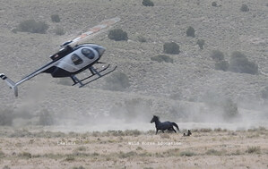 CANA FOUNDATION: RECORD BREAKING REMOVALS OF WILD HORSES HIT AMERICAN PUBLIC LANDS