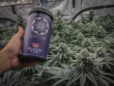 Lotus Nutrients Bloom, Awarded Best Cannabis Nutrient Gear of the Year by High Times, seen with cannabis flowers in an indoor grow tent, in Northern California.