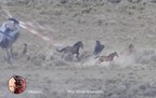 CANA FOUNDATION: Environmental and Wild Horse Orgs File In Federal Court Against Lack of Data In Accelerated Wild Horse and Burro Removal Plans
