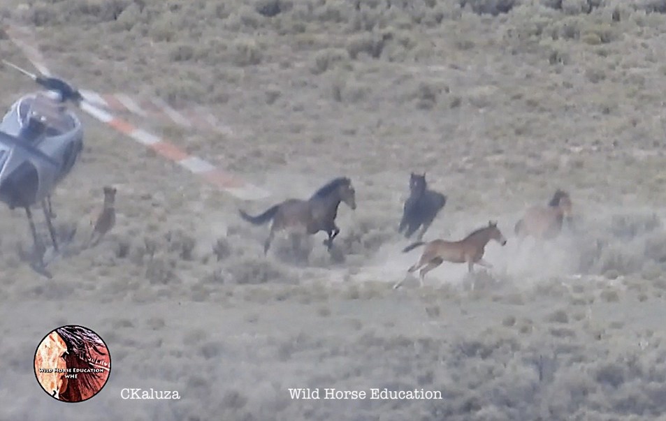 CANA FOUNDATION: Environmental and Wild Horse Orgs File In Federal Court Against Lack of Data In Accelerated Wild Horse and Burro Removal Plans - Vimarsana News