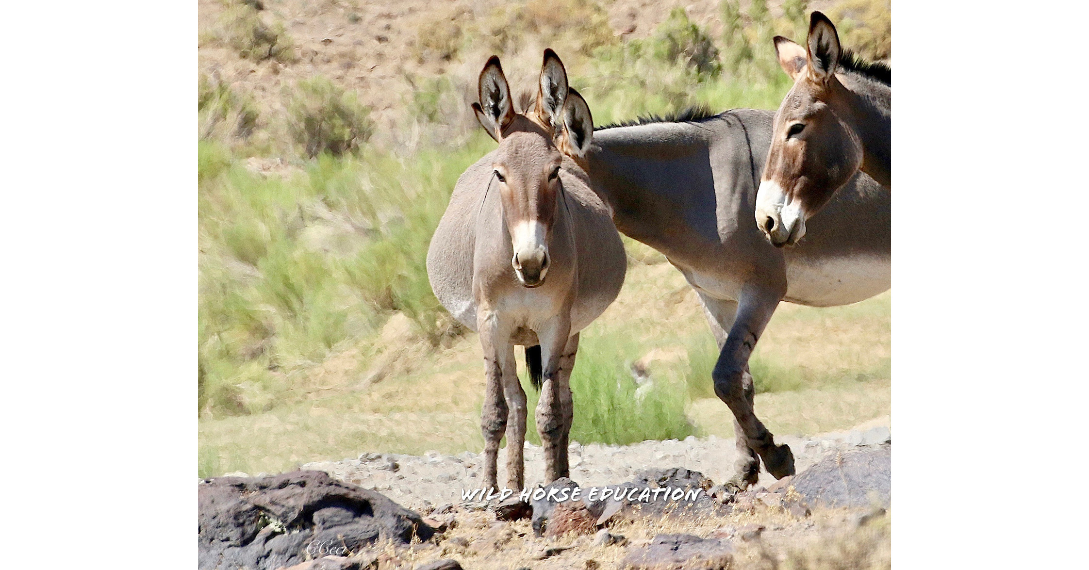 CANA FOUNDATION: Environmental and Wild Horse Orgs File In Federal Court Against Lack of Data In Accelerated Wild Horse and Burro Removal Plans