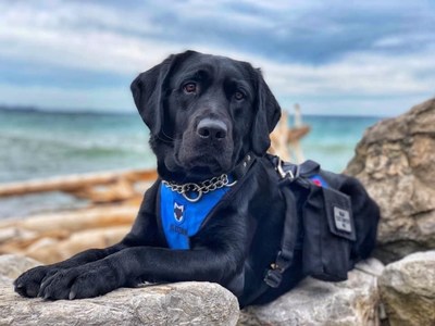 Foreman from Toronto, Ontario is a highly trained service dog and 2022 Purina Animal Hall of Fame inductee. (Groupe CNW/Nestle Canada Inc.)