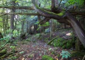 Action Chelsea pour le respect de l'environnement acquiert la Forêt des Cent Acres, en partenariat avec Canards Illimités Canada