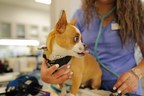 加拿大慈善机构PetSmart捐赠超过150万美元，帮助未得到充分服务的宠物父母获得兽医护理