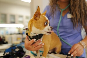 PetSmart Charities of Canada Grants more than $1.5 Million to Help Underserved Pet Parents Gain Access to Veterinary Care