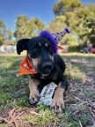 CELEBRATE DOGUST DAY 2022: UNIVERSAL BIRTHDAY FOR RESCUE DOGS BRINGS OPPORTUNITIES TO PAW-TY, VOLUNTEER AND BOOST ADOPTIONS