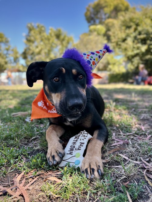 CELEBRATE DOGUST DAY 2022 UNIVERSAL BIRTHDAY FOR RESCUE DOGS BRINGS