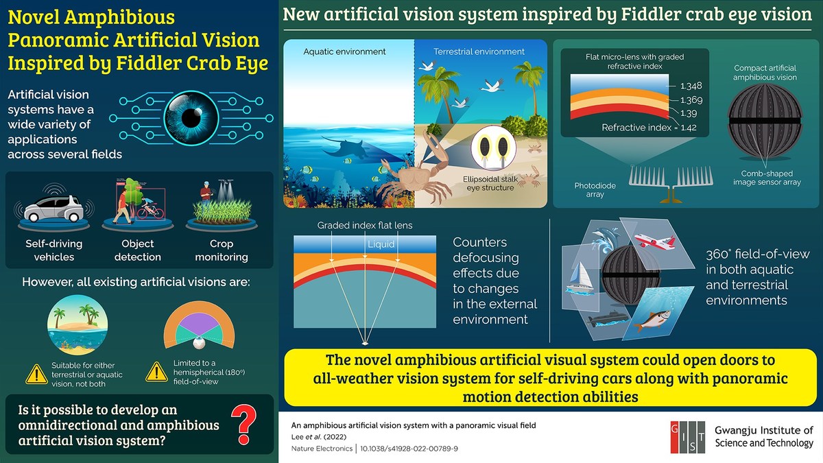 Fiddler Crab Eye View Inspires Gwangju Institute of Science and Technology Researchers to Develop Novel Artificial Vision - Vimarsana News