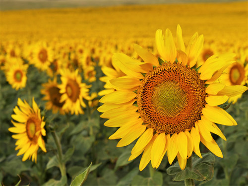 The brilliant yellow hues of North Dakota's Legendary sunflower fields will bring a smile to your face this August. Credit: North Dakota Tourism