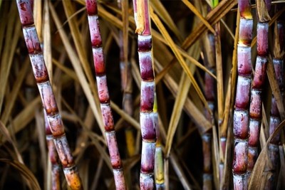 A new partnership between leading sugar companies Raízen and ASR Group sets the standard for sustainability and traceability in raw sugar supply chains and guarantees independently certified non-genetically modified (non-GM) cane sugar.