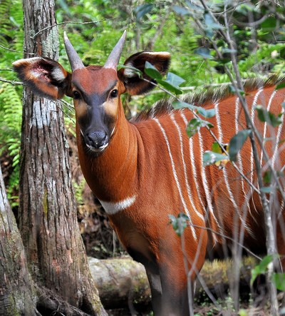 This female Mountain Bongo antelope at the Rare Species Conservatory in Florida and her large family group represent a critical link in the recovery of Bongo across the Mt. Kenya ecosystem. A multi-stakeholder partnership championed by the Meru County Government aims to repatriate Bongo and engage local communities in eco-tourism and eco-friendly sustainable agriculture, and leverage protection for biodiversity across Mt. Kenya's vast forest ecosystem.