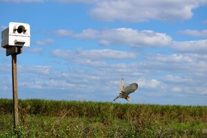 Florida Crystals Announces it is more than Doubling Size of World's Largest Barn Owl Network to Sustainably Protect its South Florida Farms and Promote Biodiversity as Part of its Regenerative Farming Practices