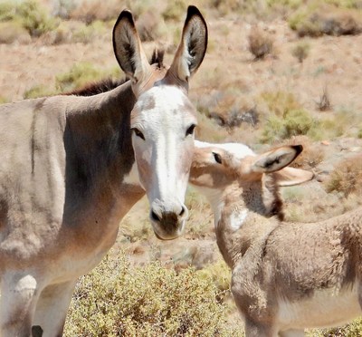 Rare paint Burro and baby at Blue Wing Complex July 2022
