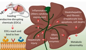 Chung-Ang University Study Reports Hepatic Toxicity from Endocrine Disrupting Chemical Mixtures