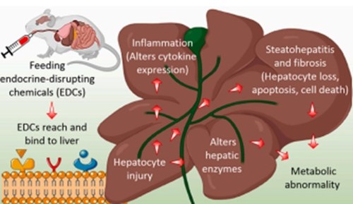 Endocrine-disrupting chemicals (EDCs) can damage the liver by altering liver enzymes, eliciting the release of inflammatory cytokines, and promoting excessive fat buildup in the liver resulting in a condition called steatohepatitis, which may progress into liver fibrosis, cell death, and ultimately liver failure, scientists report based on their study using a mouse model.