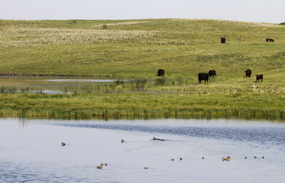 The Prairie Pothole Region, which extends far into Canada, stretches in the U.S. from northwest Montana to central Iowa, provides an ideal habitat for both ducks and beef cattle. PHOTO CREDIT: Michael Furtman