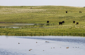 Certified Angus Beef &amp; Ducks Unlimited Work Together to Preserve Working Grasslands