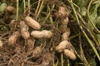 Using high-quality seed treatments helps peanut growers combat early-season disease