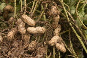 Using high-quality seed treatments helps peanut growers combat early-season disease