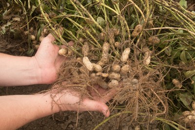 Early-season suppression of peanut diseases is key to safeguarding roots, establishing strong seedling vigor, and optimizing early-season stands.