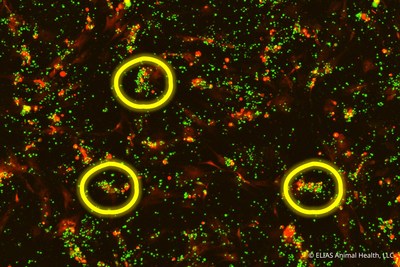 Live cell imaging from in vitro study by ELIAS Animal Health: Activated T cells (green) migrating to and clustering around host cancer cells (red). Antigen-specific T cells generate immunostimulatory cytokines and demonstrate cytotoxic activity toward the cancer cells.