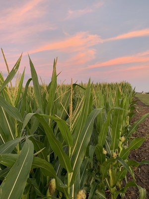 Short Stature Corn in Jerseyville