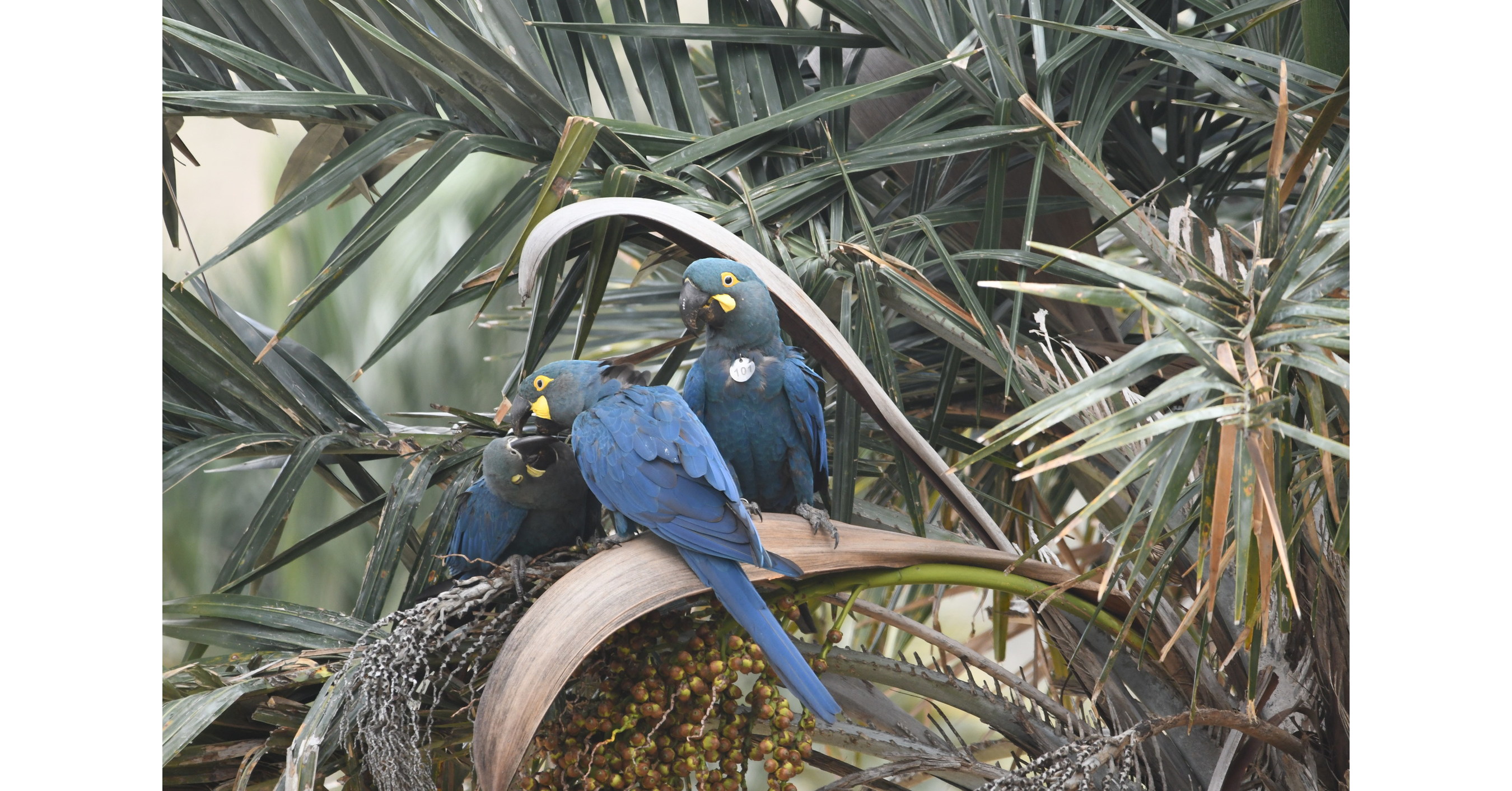 Die Loro Parque Fundaci&oacute;n erreicht einen neuen Meilenstein bei der Auswilderung des Lear-Aras in Brasilien