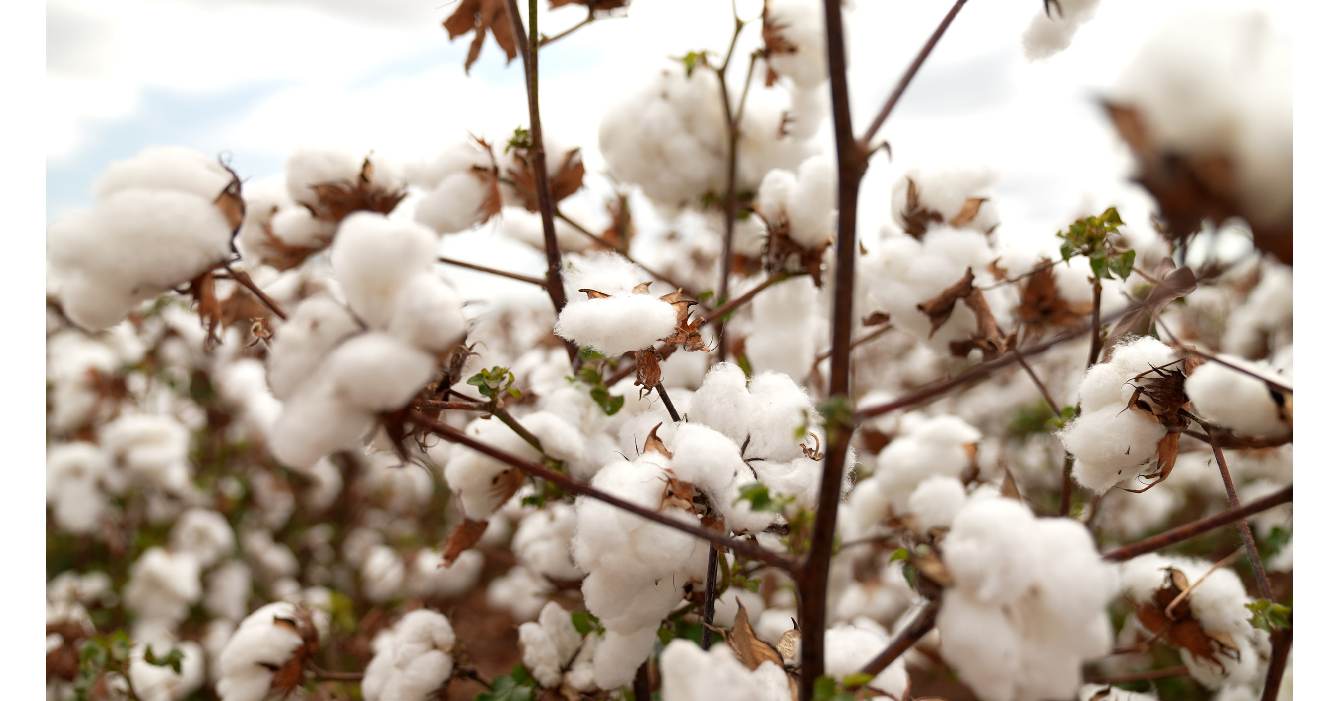 Bayer leva solu&ccedil;&otilde;es integradas para o cotonicultor ao Congresso do Algod&atilde;o