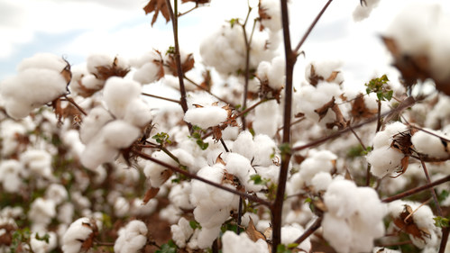 Divulgação Bayer Divulgação Bayer